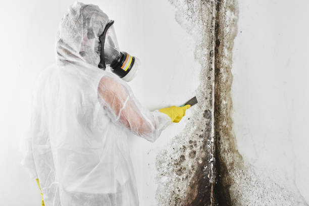 Best Attic Mold Removal  in Decordova, TX