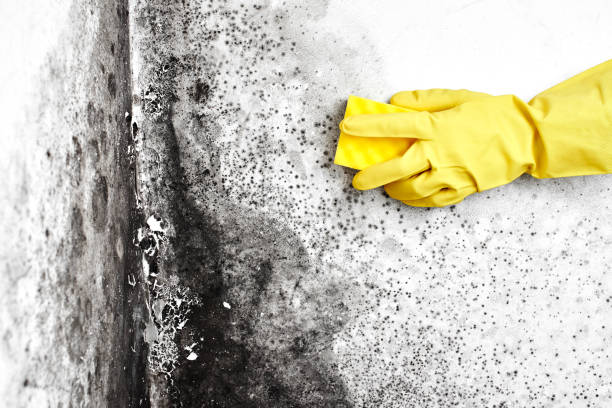Best Mold Testing  in Decordova, TX