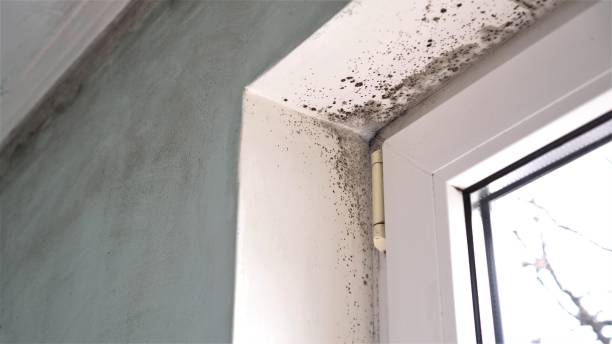 Best Mold Remediation  in Decordova, TX