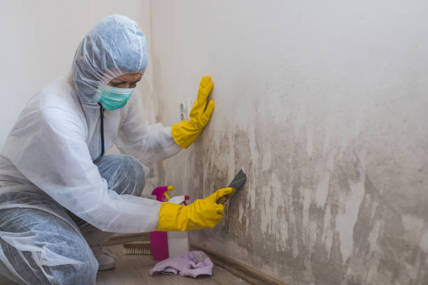 Mold Testing and Removal in Decordova, TX