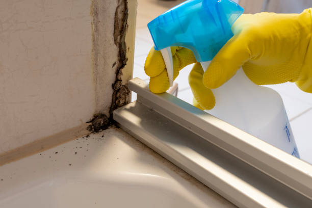 Best Home Mold Removal  in Decordova, TX