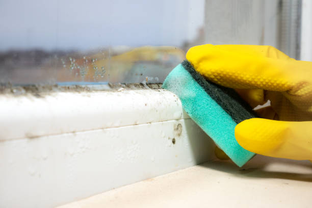 Office Mold Removal Services in Decordova, TX