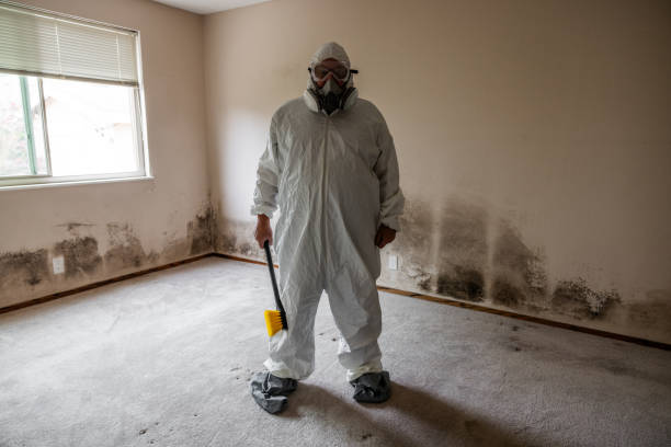 Best Black Mold Removal  in Decordova, TX