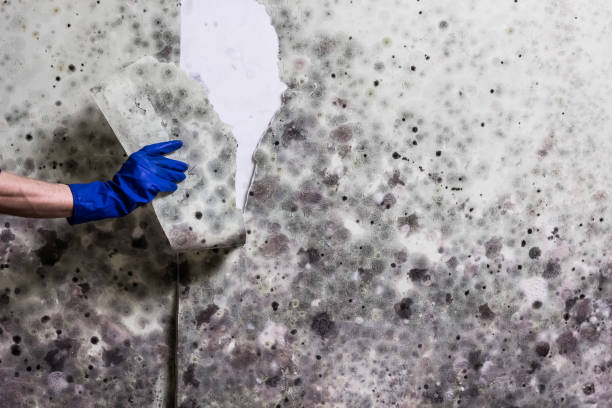 Trusted Decordova, TX Mold Removal Experts