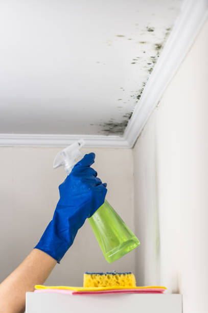 Best Mold Damage Repair  in Decordova, TX